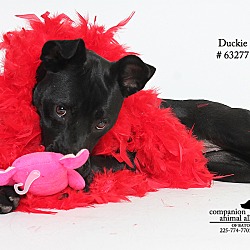 Thumbnail photo of Duckie  (Foster) #3
