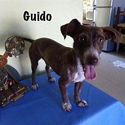 Thumbnail photo of Guido #1
