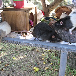 Thumbnail photo of Oh Rats!! :o) #4