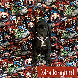 Photo of Mockingbird