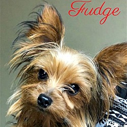 Thumbnail photo of Fudge #2