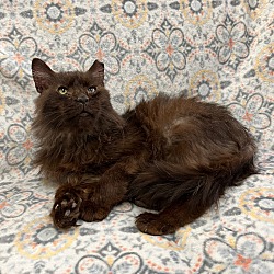 Photo of Knight