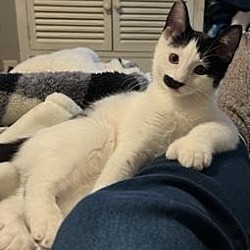 Photo of Milo