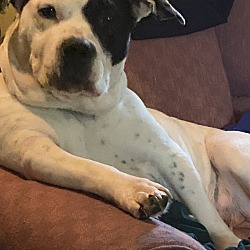 Photo of lola