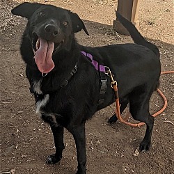 Photo of Akira
