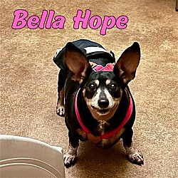 Thumbnail photo of Bella Hope Diamond #4