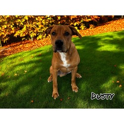 Thumbnail photo of Dusty #3