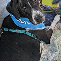 adopt a pet