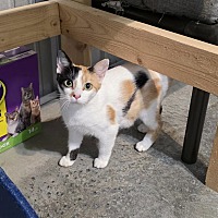 adopt a pet