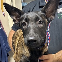 adopt a pet