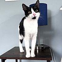 adopt a pet