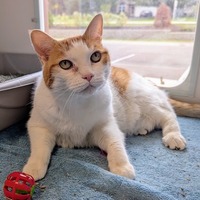 adopt-pet