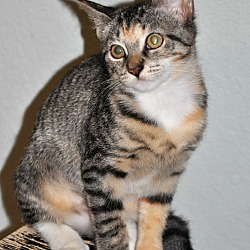 Thumbnail photo of MINNIE (spayed calico kitten) #2