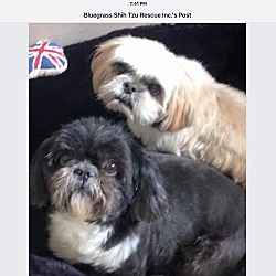 Thumbnail photo of Max & Bear-bonded pair #3