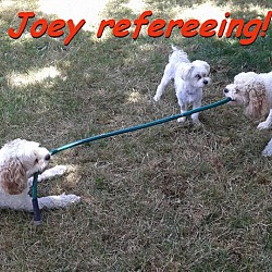 Thumbnail photo of Joey #4