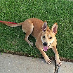 Thumbnail photo of Chewy - fostered in TEXAS #1