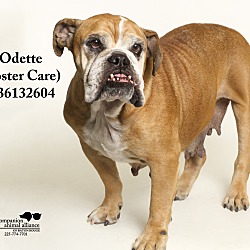Thumbnail photo of Odette  (Foster Care) #3