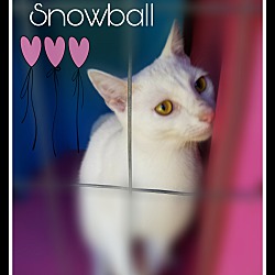 Thumbnail photo of SNOWBALL #1