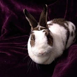 Thumbnail photo of Cadbury #3