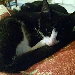 Photo of Black & White Nose Kitty