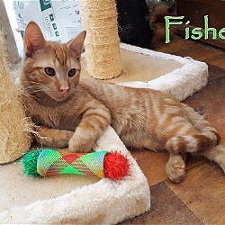 Thumbnail photo of Fisher #1
