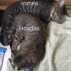 Thumbnail photo of Romeo & Houdini #2