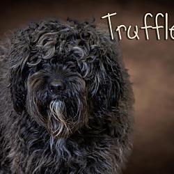 Thumbnail photo of Truffles #1