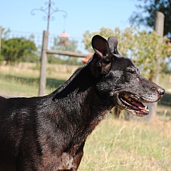 Photo of Black (or Puppy)