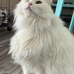 Photo of Snowbell
