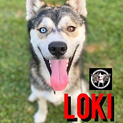 Thumbnail photo of Loki Orem  Handsome Boy #1