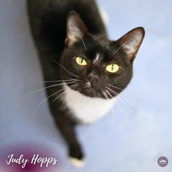Thumbnail photo of Judy Hopps #3