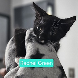 Photo of RACHEL GREEN