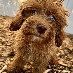 Thumbnail photo of Cockapoo F2 Claude #4