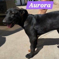 Thumbnail photo of Aurora #3