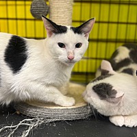 adopt a pet