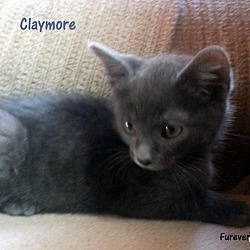 Thumbnail photo of Claymore #1