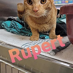 Thumbnail photo of Rupert #1