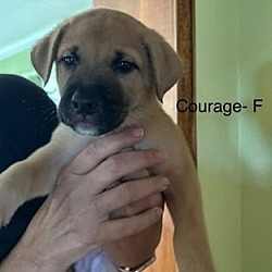 Photo of Stella Pup Courage, not available, stolen