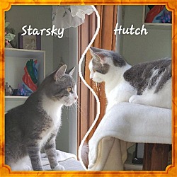 Thumbnail photo of Starsky & Hutch- Bonded pair #1