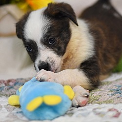 Photo of Lou (Leslie's Litter)