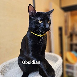 Thumbnail photo of Obsidian #3