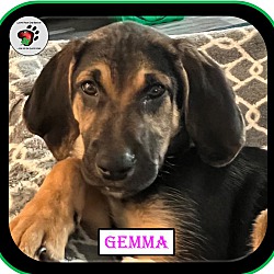 Thumbnail photo of Gemma - ADOPTED #2