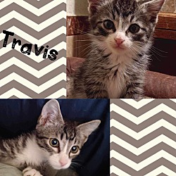 Photo of Travis