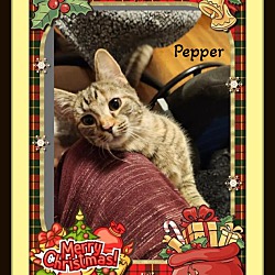 Thumbnail photo of Pepper - Snuggler #1