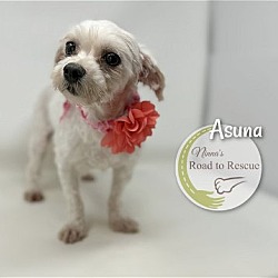 Thumbnail photo of Asuna #1