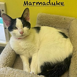 Thumbnail photo of Marmaduke #1