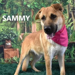 Thumbnail photo of Sammy #2