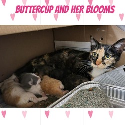 Thumbnail photo of Buttercup #2