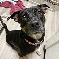 adopt a pet