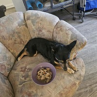 adopt a pet